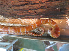 Load image into Gallery viewer, BIG DEAL!  Corn Snake or King Snake Special Package
