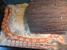 Load image into Gallery viewer, Albino Corn Snake Adult Rehome
