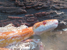 Load image into Gallery viewer, Albino Corn Snake Adult Rehome
