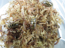 Load image into Gallery viewer, Candy Pill Millipede
