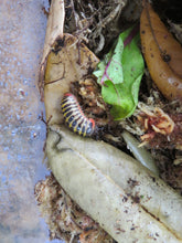 Load image into Gallery viewer, Candy Pill Millipede
