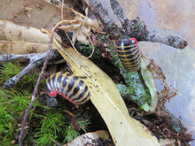 Load image into Gallery viewer, Candy Pill Millipede
