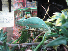 Load image into Gallery viewer, Veiled Chameleon Het Pied Juveniles

