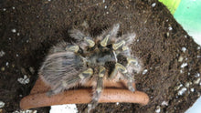 Load image into Gallery viewer, Chaco Golden Knee Tarantula Adult
