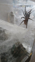 Load image into Gallery viewer, Green Bottle Blue Tarantula
