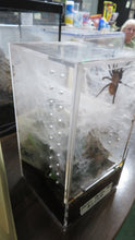 Load image into Gallery viewer, Green Bottle Blue Tarantula
