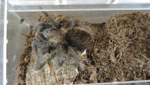 Load image into Gallery viewer, Mexican Red Knee Tarantula
