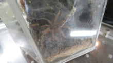 Load image into Gallery viewer, Trinidad Olive Tarantula
