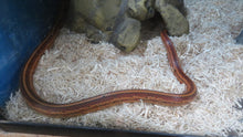 Load image into Gallery viewer, Tessera Corn Snake Rehome
