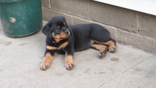 Load image into Gallery viewer, Rottweiler Puppy Female
