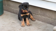 Load image into Gallery viewer, Rottweiler Puppy Female
