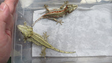 Load image into Gallery viewer, Gargoyle Gecko Female Red Blotch/Red Stripe
