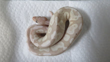 Load image into Gallery viewer, Super Mojave Coral Glow Banana B13
