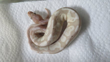 Load image into Gallery viewer, Super Mojave Coral Glow Banana B13
