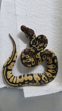 Load image into Gallery viewer, BIG DEAL!  Ball Python Special Package D5, B15, B14
