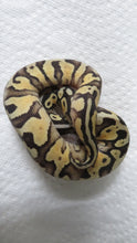 Load image into Gallery viewer, BIG DEAL!  Ball Python Special Package D5, B15, B14
