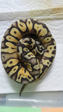 Load image into Gallery viewer, BIG DEAL!  Ball Python Special Package D5, B15, B14
