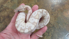 Load image into Gallery viewer, Lemony Banana Super Pastel Ball Python B10
