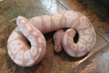 Load image into Gallery viewer, Lemony Banana Super Pastel Ball Python B10
