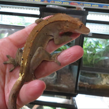 Load image into Gallery viewer, Something wonderful Crested Gecko CG30
