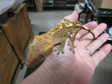 Load image into Gallery viewer, Cappuccino Dalmatian Red/Orange Pin Crested Gecko CG5
