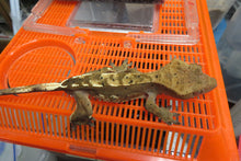 Load image into Gallery viewer, Cappuccino Dalmatian Red/Orange Pin Crested Gecko CG5
