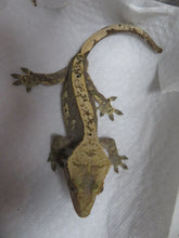 Load image into Gallery viewer, Something wonderful Crested Gecko CG17
