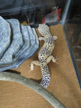 Load image into Gallery viewer, Leopard Gecko Rehome
