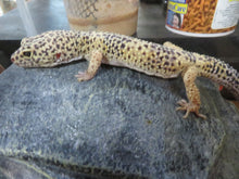 Load image into Gallery viewer, Leopard Gecko Rehome
