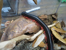 Load image into Gallery viewer, Red Ghost Rider Millipede
