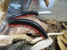 Load image into Gallery viewer, Red Ghost Rider Millipede

