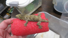 Load image into Gallery viewer, Leachianus Gecko aka New Caledonia Giant Gecko
