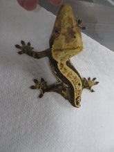 Load image into Gallery viewer, Frappuccino Crest Gecko CG11
