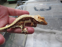 Load image into Gallery viewer, Cappuccino Crest Gecko CG13
