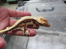 Load image into Gallery viewer, Cappuccino Crest Gecko CG13
