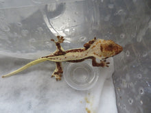 Load image into Gallery viewer, Cappuccino Crest Gecko CG13
