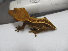 Load image into Gallery viewer, Cappuccino Pinstripe Crested Gecko CG15
