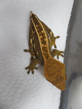 Load image into Gallery viewer, Cappuccino Pinstripe Crested Gecko CG15
