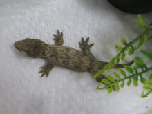 Load image into Gallery viewer, Leachianus Gecko aka New Caledonia Giant Gecko

