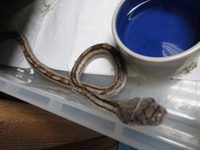 Load image into Gallery viewer, Rat Snake "gulf coast" Rehome
