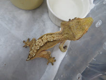 Load image into Gallery viewer, Crested Gecko Rehome CG27
