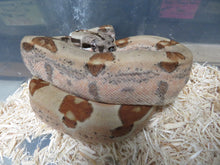 Load image into Gallery viewer, Hypo Boa Constrictor
