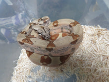 Load image into Gallery viewer, Hypo Boa Constrictor
