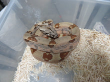 Load image into Gallery viewer, Hypo Boa Constrictor
