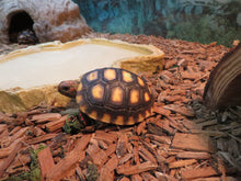 Load image into Gallery viewer, Cherry Head Tortoise
