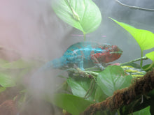 Load image into Gallery viewer, Panther Chameleon baby  STAY TUNED!
