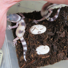 Load image into Gallery viewer, Hypo Snow Leopard Gecko
