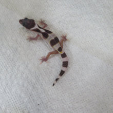 Load image into Gallery viewer, Hypo Snow Leopard Gecko
