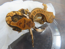 Load image into Gallery viewer, Crested Gecko Mixed Gene baby CG12
