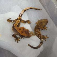 Load image into Gallery viewer, Crested Gecko Mixed Gene baby CG12
